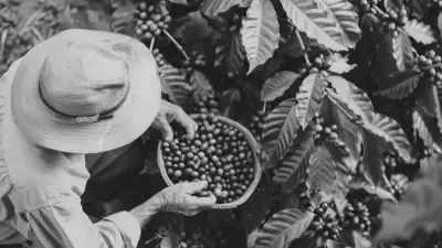 Persona recolectando granos de café, utilizada como imagen de una historia sobre continuidad de una empresa familiar.