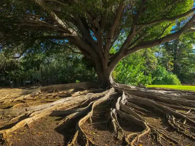 Árbol de raíces expuestas, símbolo de continuidad, identidad y gobernanza en una empresa familiar.