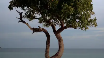 Árbol solitario sobre un paisaje abierto, símbolo de estabilidad y desarrollo en Curaçao.
