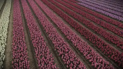 Campos de flores cultivadas en hileras, símbolo de crecimiento y resiliencia empresarial.